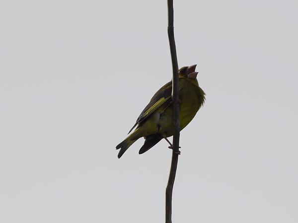 <h3><a href="/trips/extramadura/biota/animalia/chordata/aves/040 passeriformes/121 fringillidae/chloris chloris/chloris chloris-nl.html">Chloris&nbsp;chloris</a> / European&nbsp;greenfinch / Groenling</h3>OM-1 Mark II met OLYMPUS M.150-400mm F4.5, 1/2000 sec  bij F4.5, ISO 250, afstand 27.0&nbsp;m